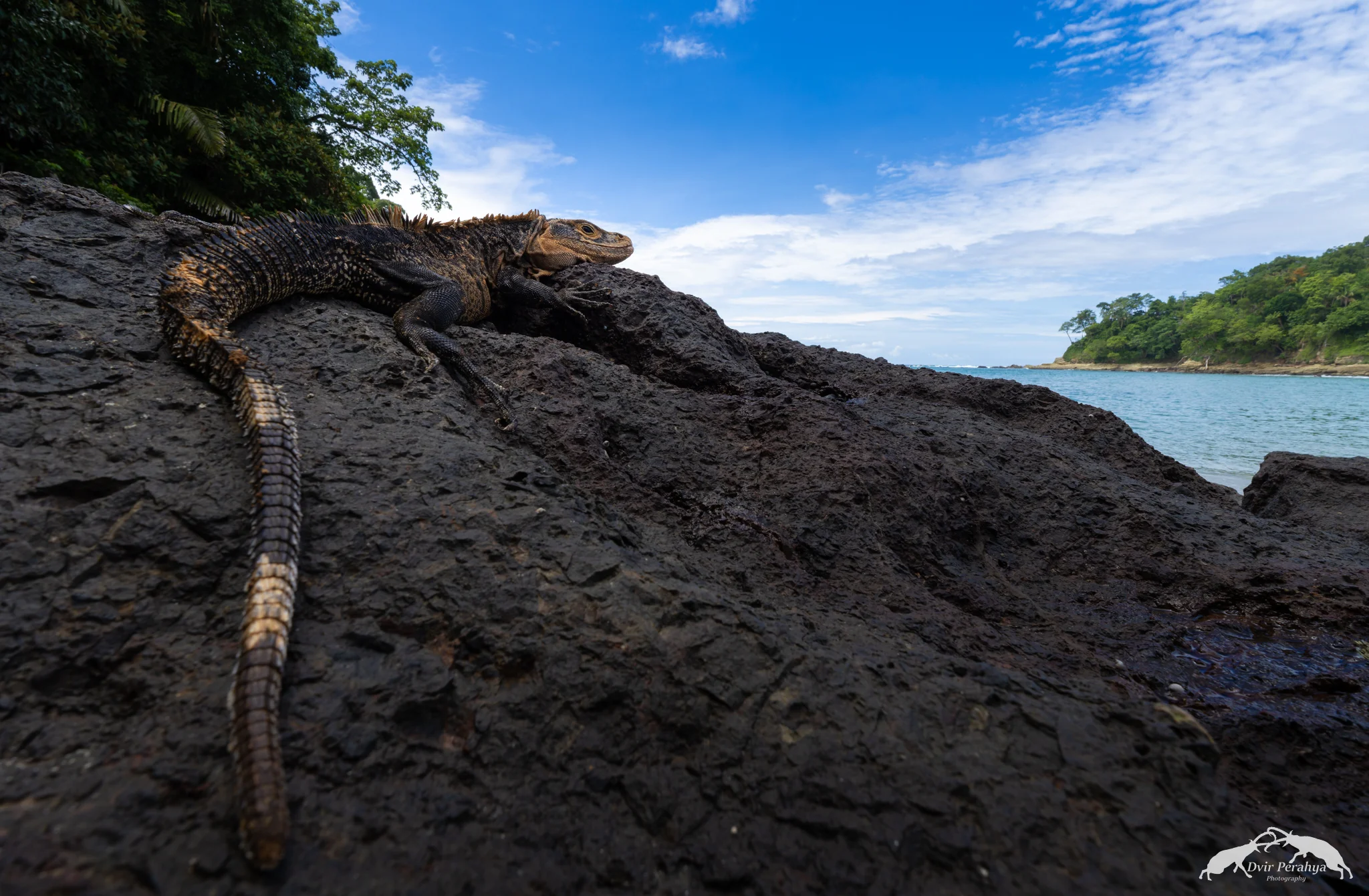 Iguana, Manuel Antonio